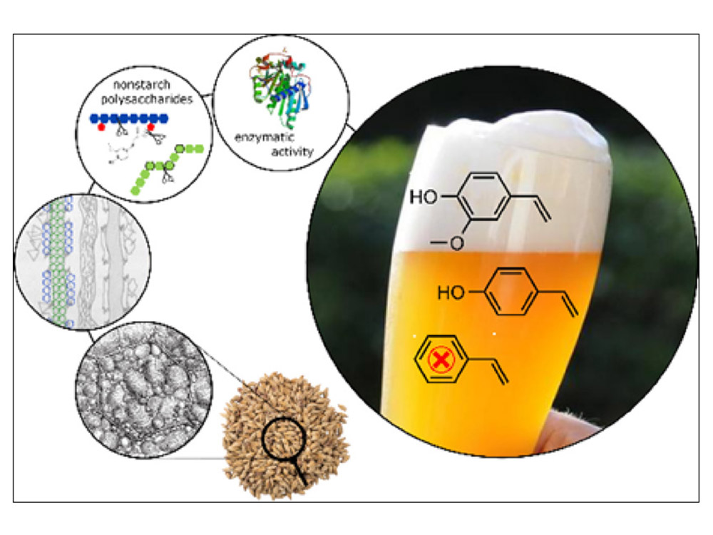 <b>Cómo mejorar la calidad del proceso de elaboración de la cerveza?</b>