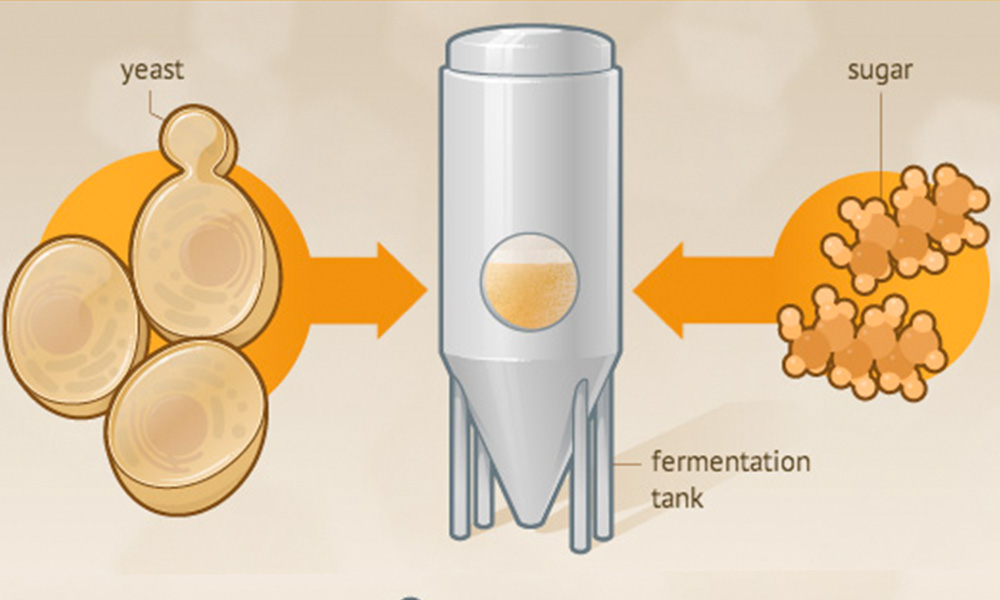 Influencia de la autólisis de la levadura en el sabor de la cerveza