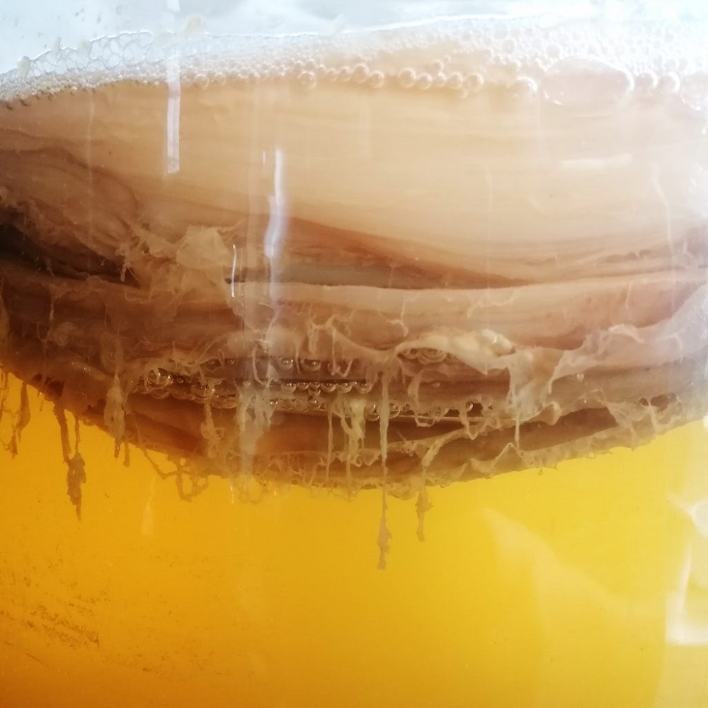 La levadura se adhiere a SCOBY