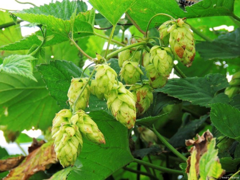 hop beer brew